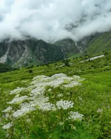 Secrets of the Valley of Flowers Trek – UNESCO World Heritage Site